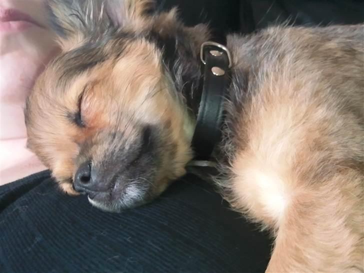 Chihuahua Gizmo - Lykken er; middagslur på ´mors´ brystkasse billede 4