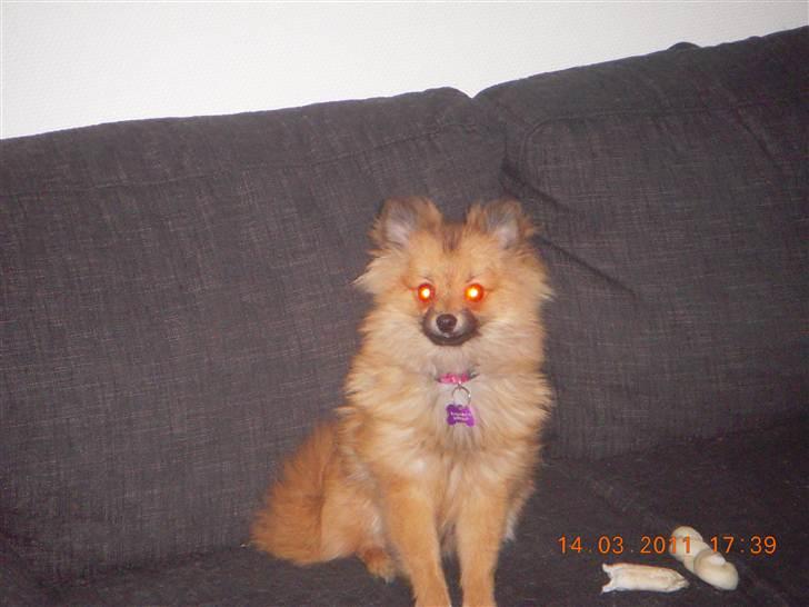 Pomeranian Maggie billede 11