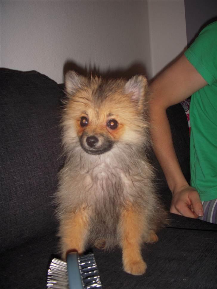 Pomeranian Maggie billede 12