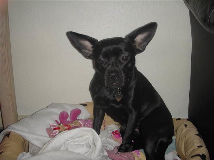 Blanding af racer Mulle billede 19