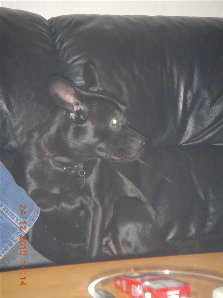 Blanding af racer Mulle billede 20