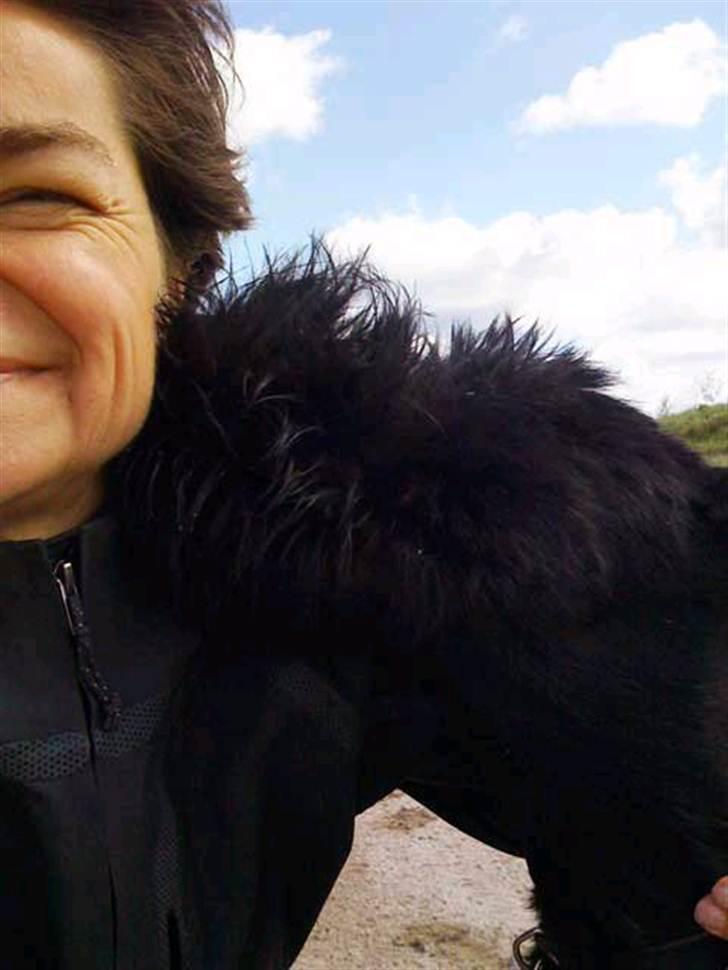 Riesenschnauzer  Doolittle's Odin - Fotografen: Ulla Skov. billede 16