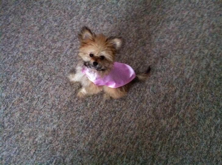 Blanding af racer Castell billede 4