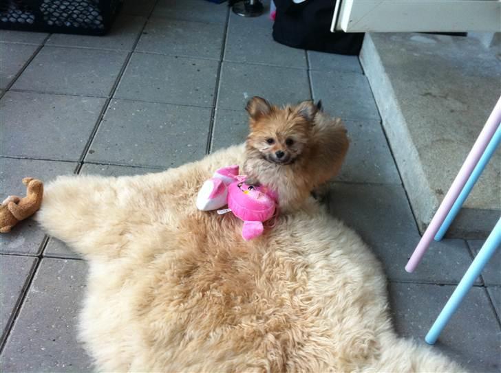 Blanding af racer Castell billede 5