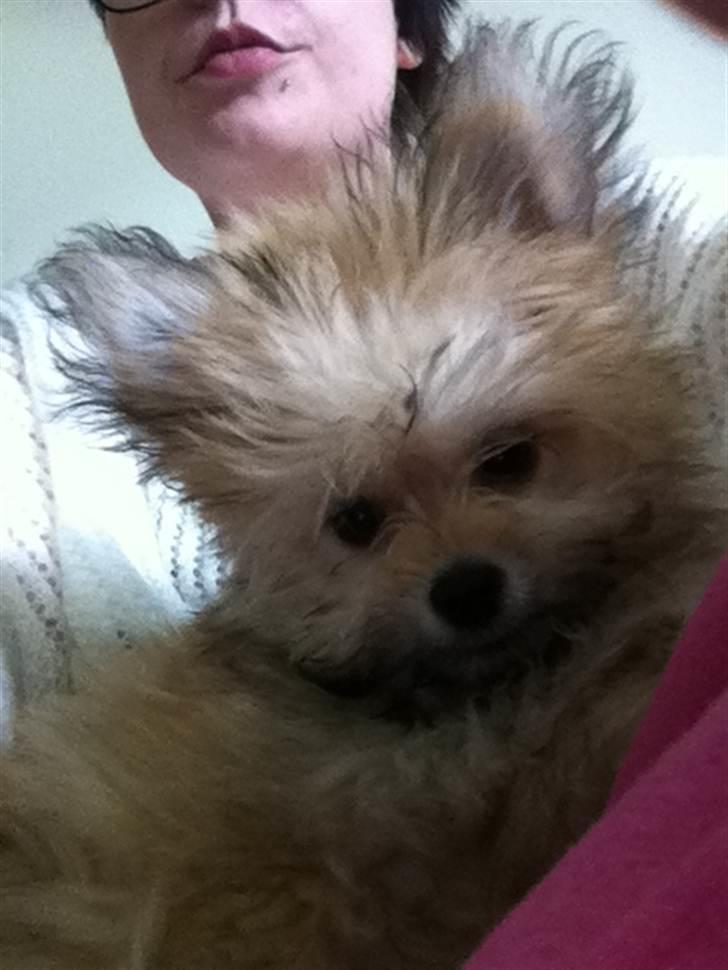 Blanding af racer Castell billede 6