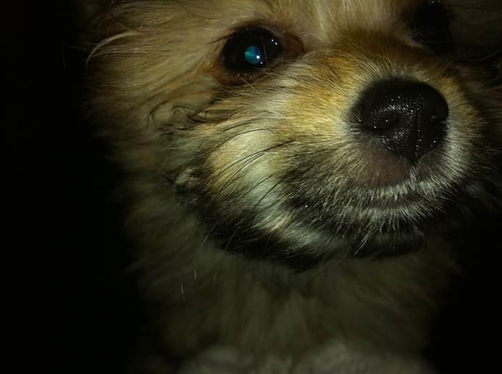 Blanding af racer Castell billede 7