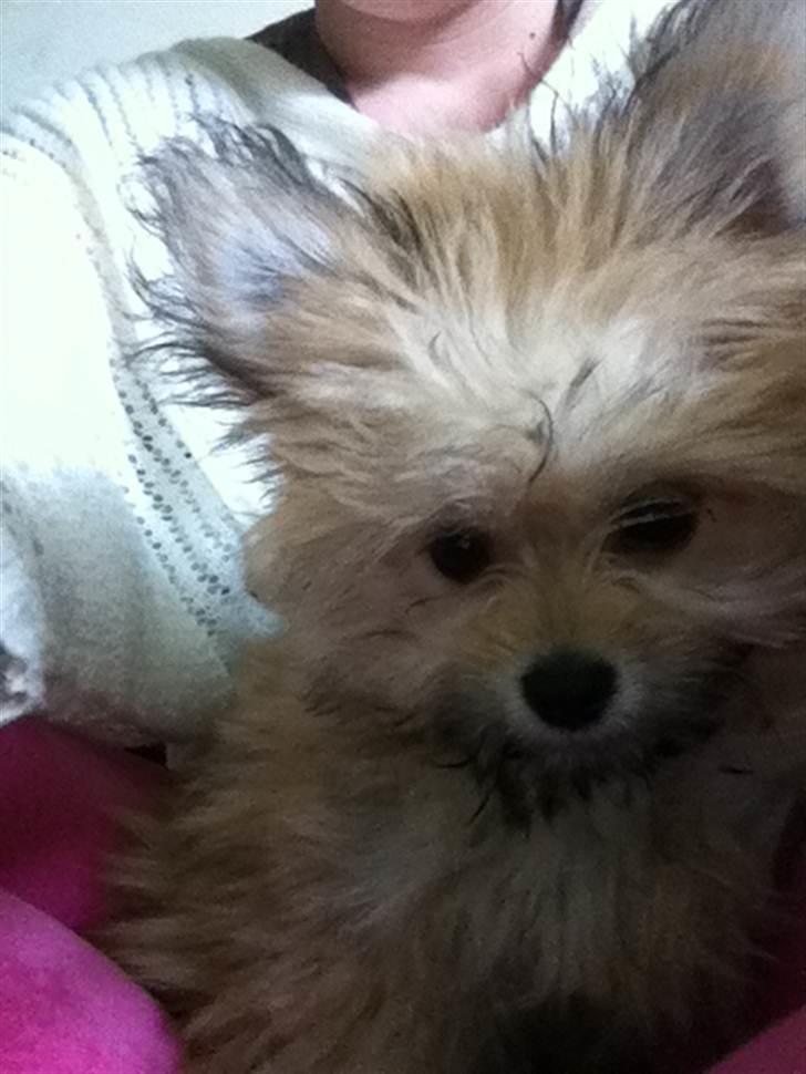 Blanding af racer Castell billede 9