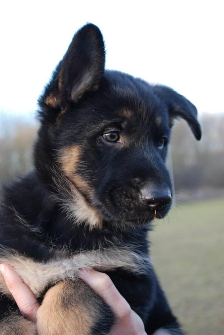 Schæferhund Anton billede 15