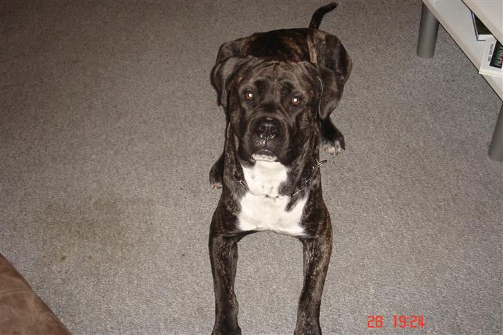 Cane corso Kento R.I.P billede 6