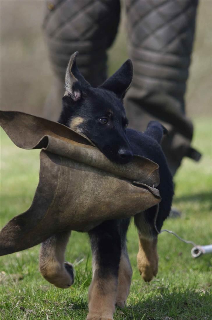 Schæferhund Anton billede 11