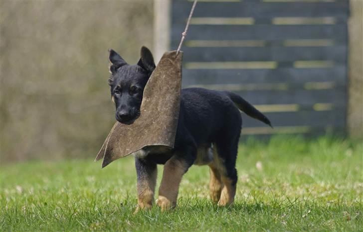 Schæferhund Anton billede 10