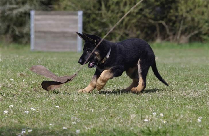 Schæferhund Anton billede 13