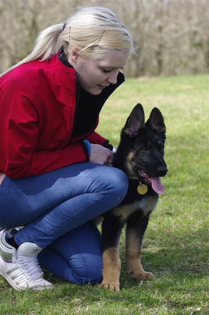 Schæferhund Anton billede 14