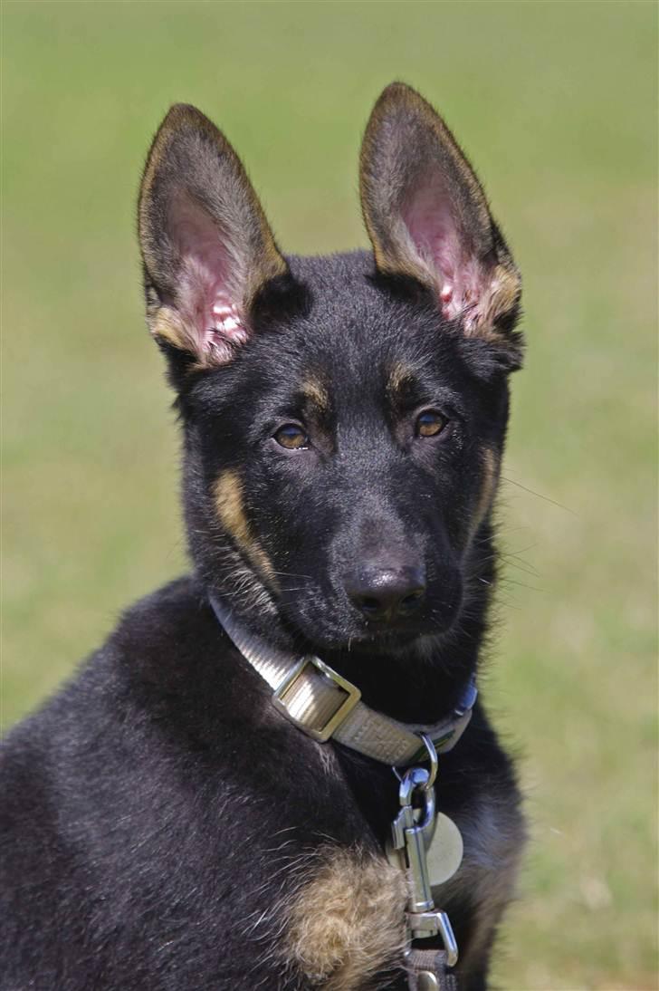 Schæferhund Anton billede 16