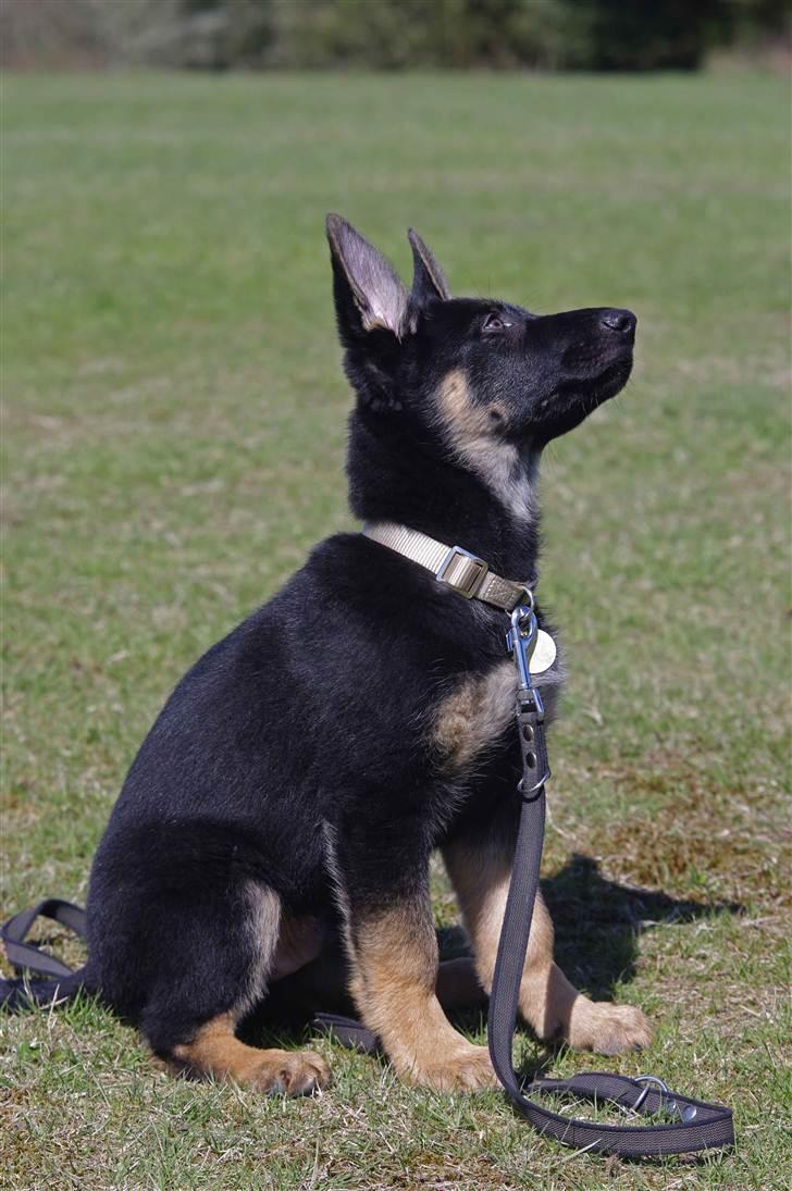 Schæferhund Anton billede 17