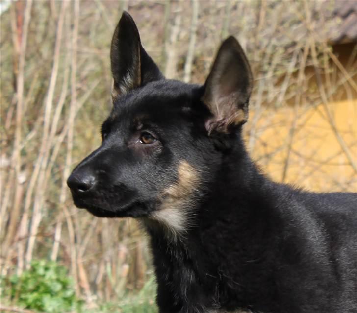 Schæferhund Anton billede 18