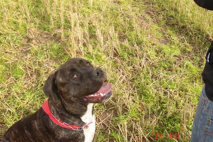 Cane corso Kento R.I.P billede 7