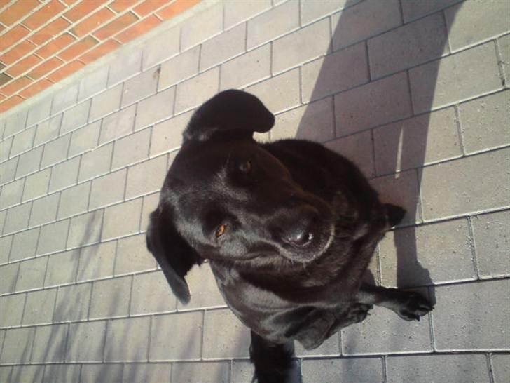 Labrador retriever molly billede 1