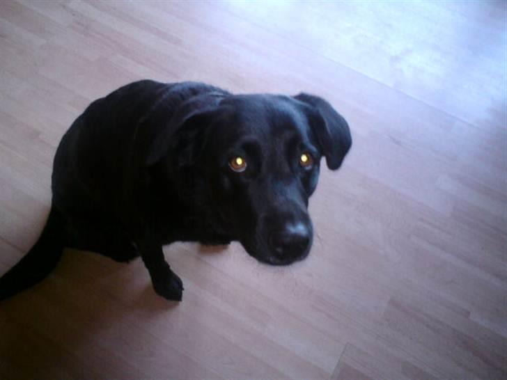 Labrador retriever molly billede 2