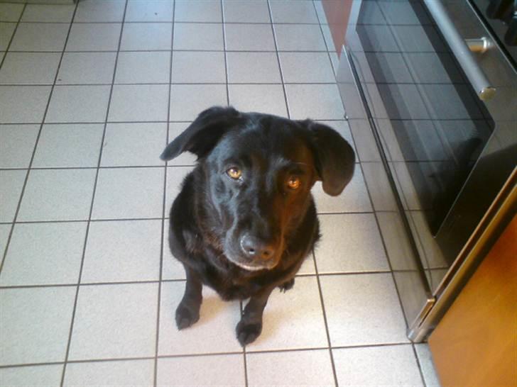 Labrador retriever molly billede 3