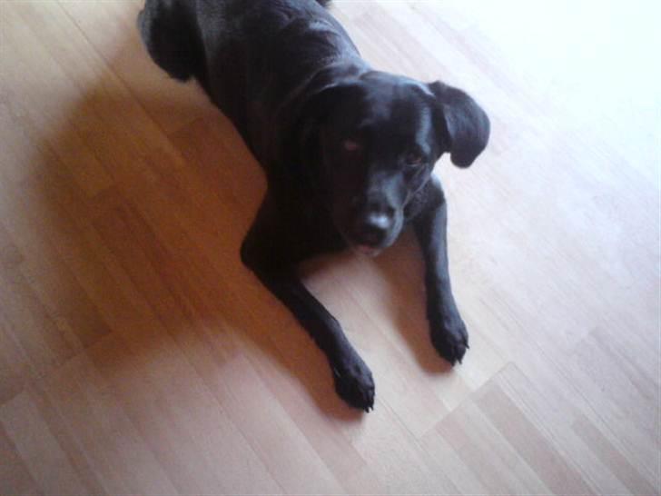 Labrador retriever molly billede 4