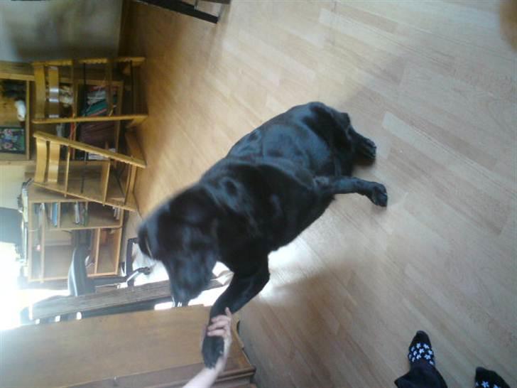 Labrador retriever molly billede 5