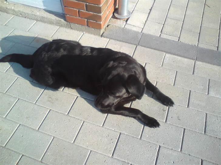 Labrador retriever molly billede 6