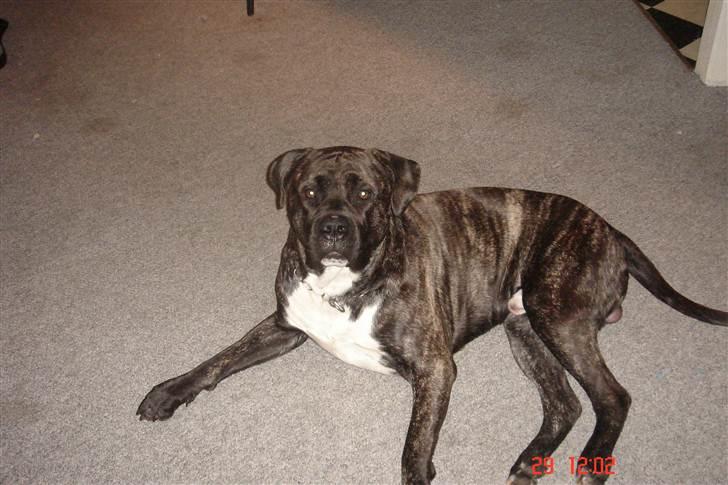 Cane corso Kento R.I.P billede 8