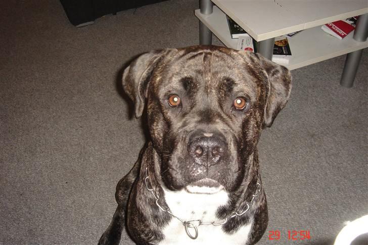 Cane corso Kento R.I.P billede 9