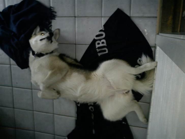 Grønlandshund Tina billede 14