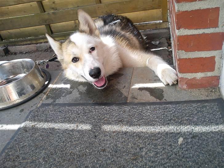 Grønlandshund Tina billede 15