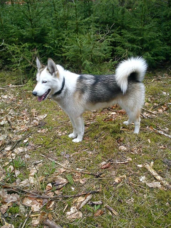 Grønlandshund Tina billede 16