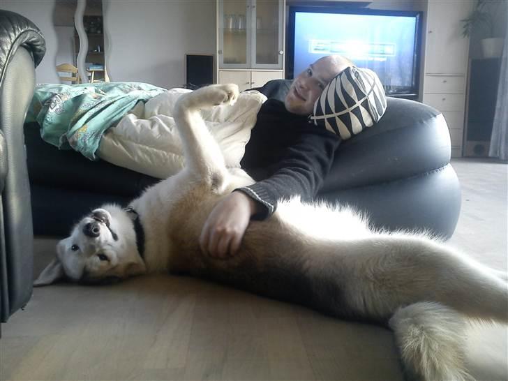 Grønlandshund Tina billede 17