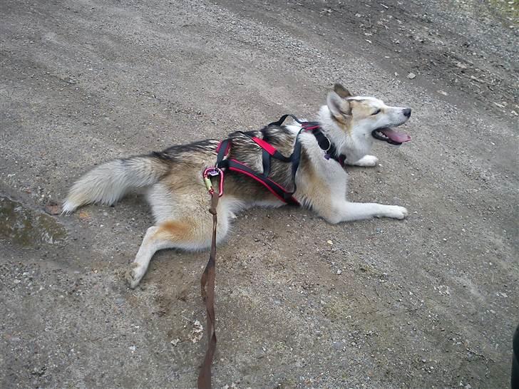 Grønlandshund Tina billede 18