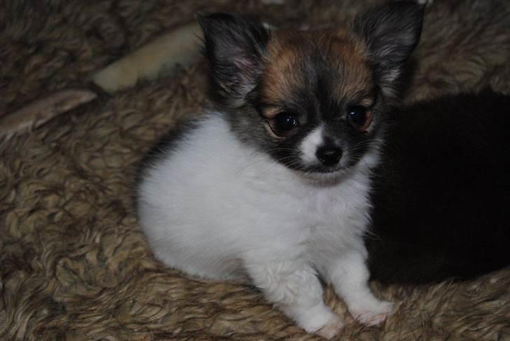 Chihuahua House Of Holtens Brise (Nellie) - Nellie 8 uger :) billede 10