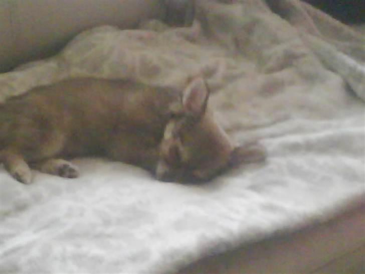 Chihuahua Pixi billede 5