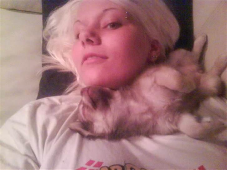 Chihuahua Pixi billede 6