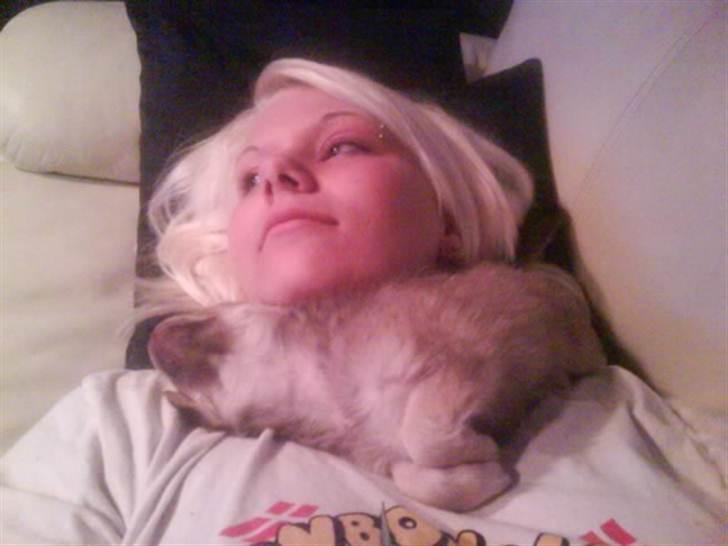 Chihuahua Pixi billede 7