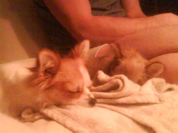 Chihuahua Pixi billede 8