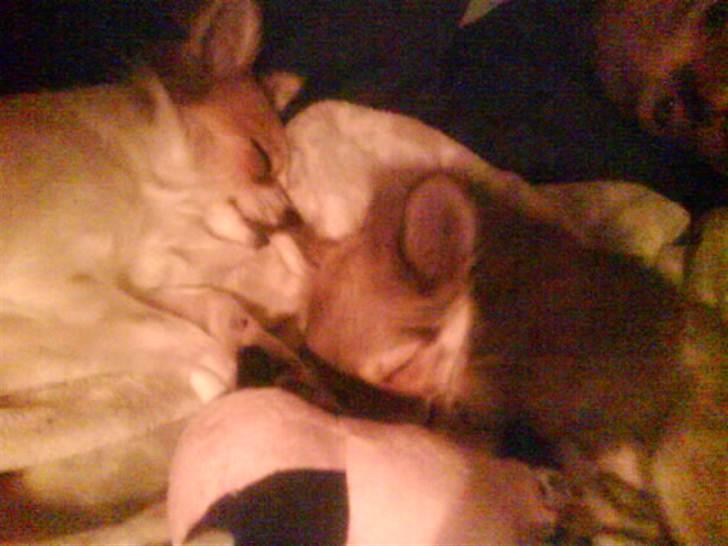 Chihuahua Pixi billede 9