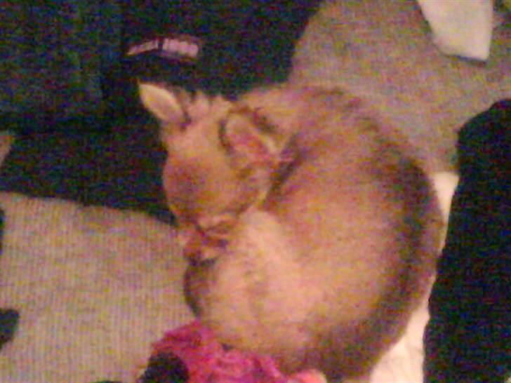 Chihuahua Pixi billede 10