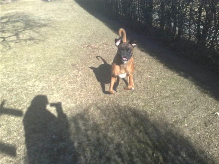 Boxer Bølle - Hopper lige på far Marts 2011 billede 18