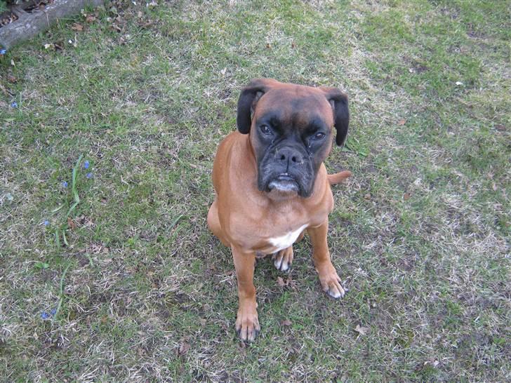 Boxer Bølle - sidder pænt og venter..  Apr. 2011 billede 19