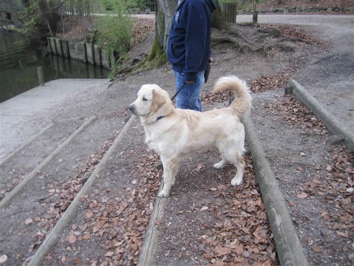 Golden retriever Gizmo - Gizmo holder øje med om alt foregår som det skal i åen. Som vi bedst kender ham, vågen og meget opmærksom. billede 4