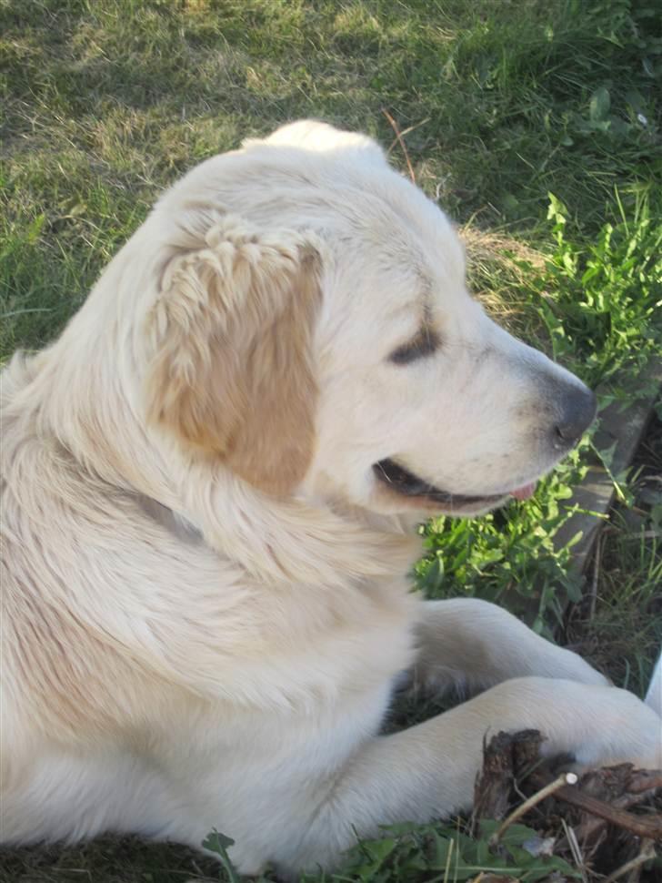 Golden retriever Gizmo billede 5