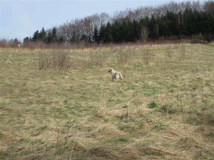 Golden retriever Gizmo - Fugle skal jages! Også selvom man aldrig kommer i nærheden af at få fat i en. billede 6