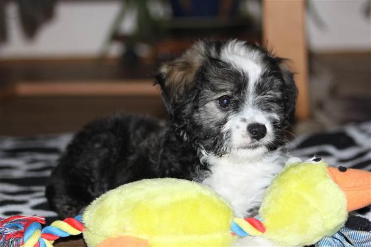 Bichon havanais Jabir's Danés El es Macho - Macho som elsker legetøj billede 9