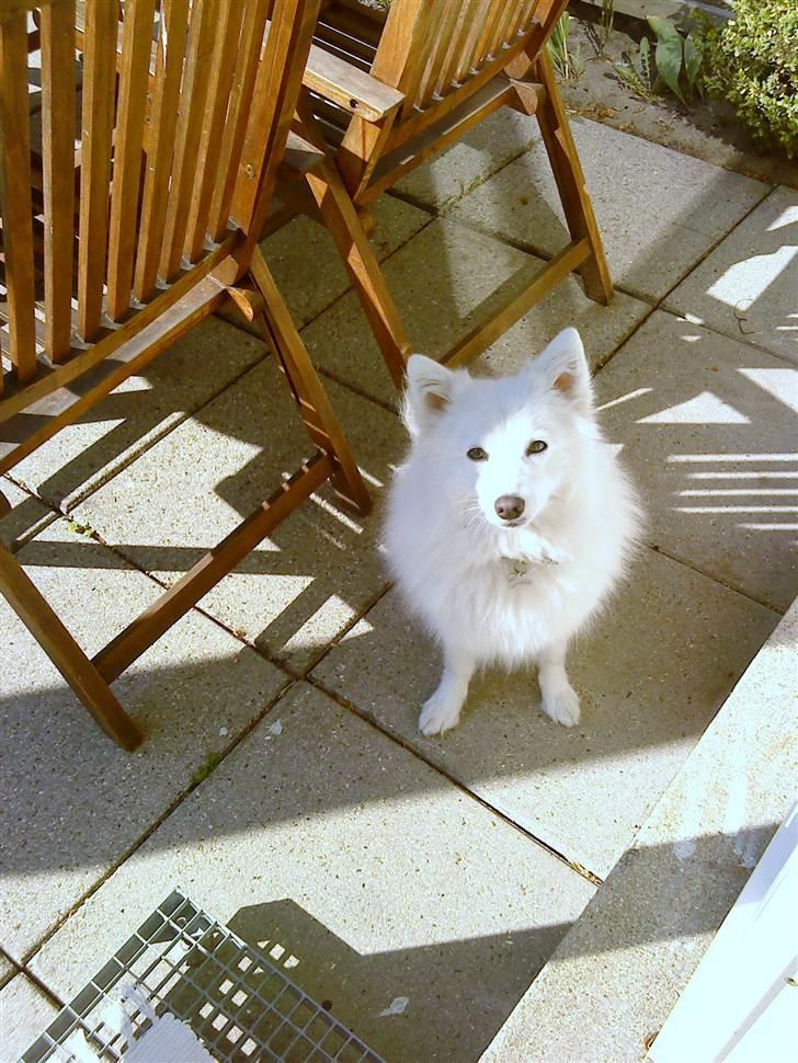 Japansk spids Tilde billede 1