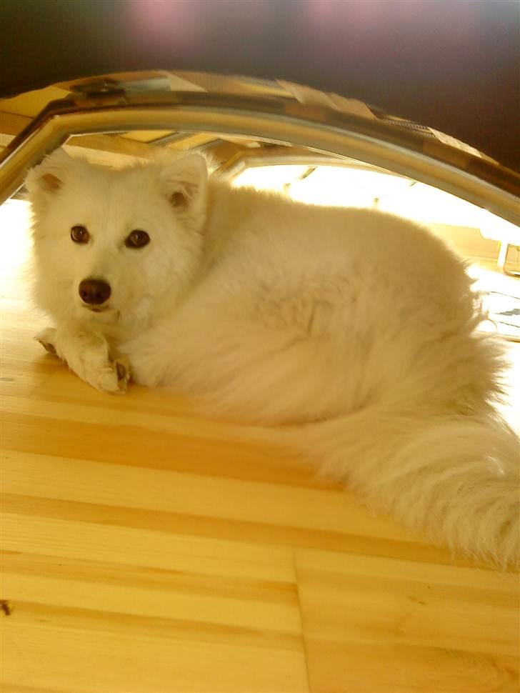 Japansk spids Tilde billede 2