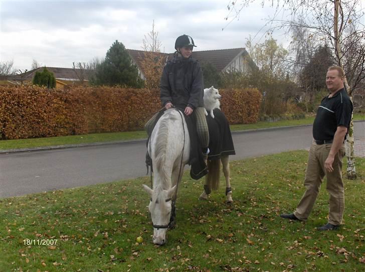 Japansk spids Tilde billede 3